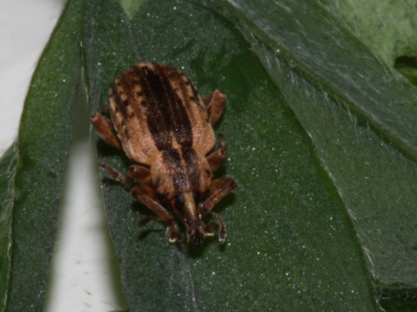 The adult alfalfa weevil is known to leave a field once temperatures reach 80-85 degrees Fahrenheit, then return in the fall to mate and lay eggs again. (Photo courtesy of K-State Department of Entomology)