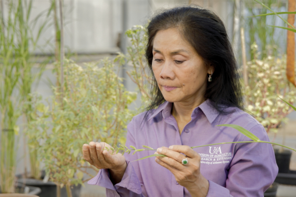 Nilda Burgos, professor of weed physiology and molecular biology, is the principal investigator of study investigating microwaves as a non-chemical, broad-spectrum weed control. (U of A System Division of Agriculture photo)