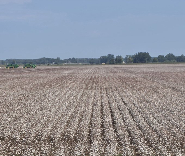 Cotton field in Monroe County, Arkansas, on the eve of harvest. Taken Sept. 20, 2024. (U of A System Division of Agriculture image by Dustin North)