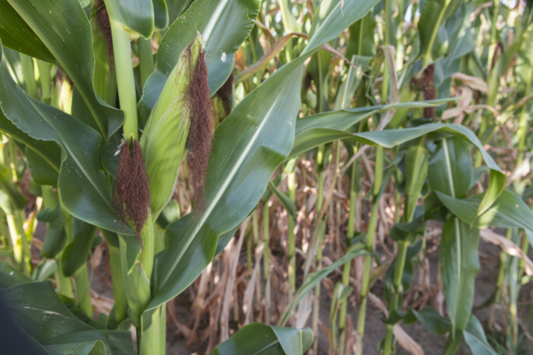 While Arkansas farmers hit a near-record average bushel per acre in 2024, about 40 percent fewer acres were planted due to market prices (U of A System Division of Agriculture)