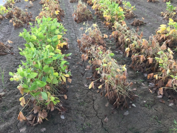 Research on soybeans experiencing a flood event during early reproduction stages showed no significant impact on seed composition, and some variety variability. (U of A System Division of Agriculture photo)