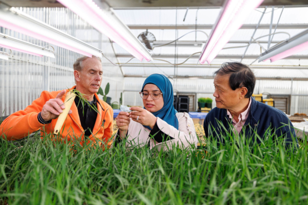 From left, Wheat Improvement Team members Brett Carver, Meriem Aoun and Liuling Yan look over wheat varieties in Aoun’s greenhouse at Oklahoma State University in Stillwater. The team has released 37 wheat varieties since 2000. (Photo by Mitchell Alcala, OSU Agriculture)