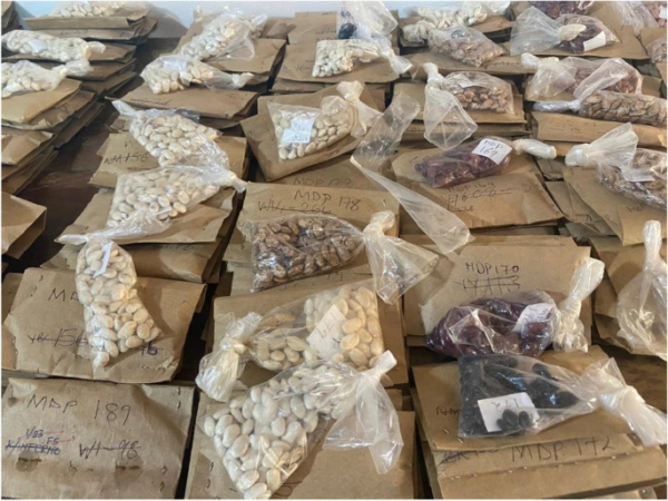 Packets of legume seeds within a legume germplasm and breeding program at the University of Zambia. (Photo by Caitlin Breen, 2022)