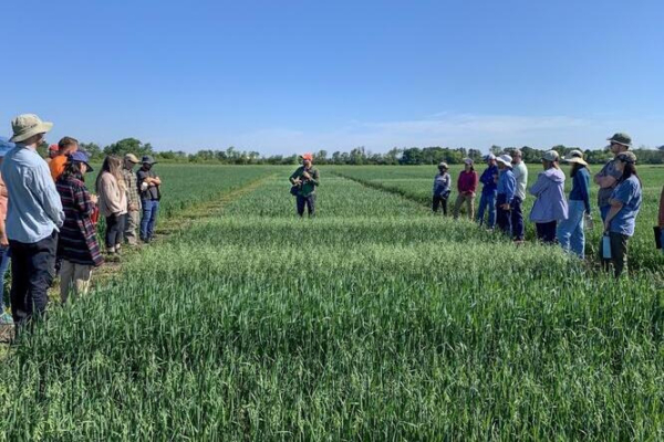 Juan Arbelaez presenting at a previous small grains field day.