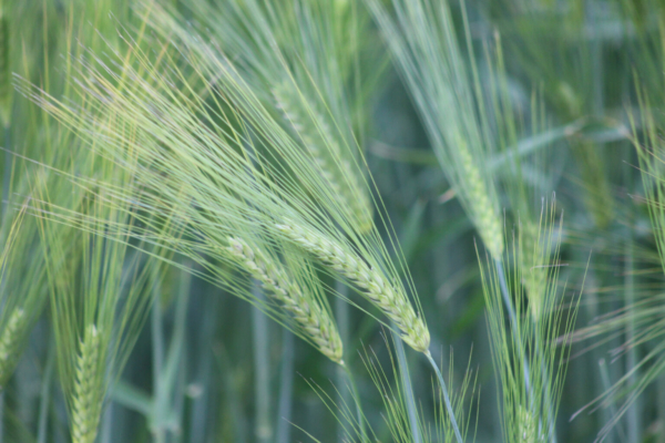 Barley plant.