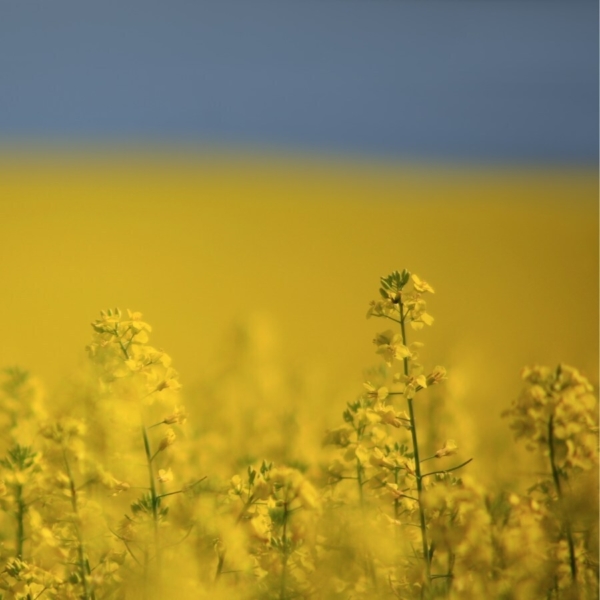 Bayer CropScience Inc. announces it will be acquiring a canola treating and packaging facility (CNW Group/Bayer Inc.)