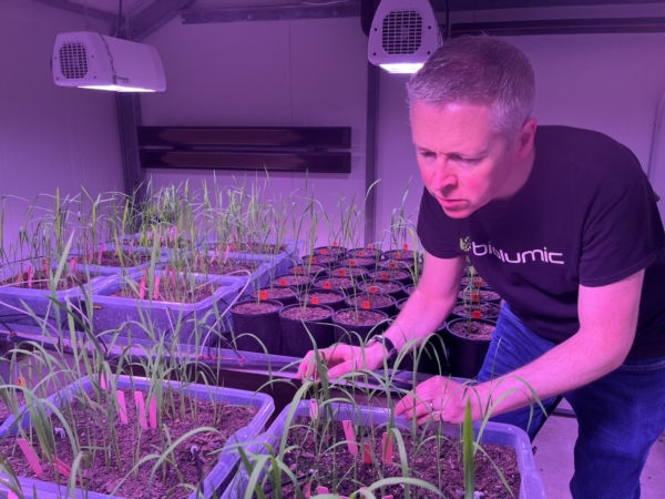 BioLumic CTO Jason Wargent assesses UV light seed treatment on rice.