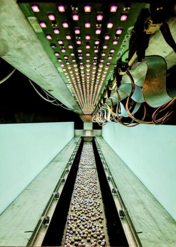 BioLumic Founder and Chief Scientific Officer Jason Wargent, PhD, explains how the need and opportunities for new seed trait innovation are boundless and have never been more important for the future. (BioLumic)