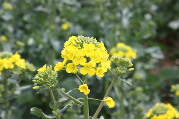 Seed Today | The First Nitrogen-Efficient Rapeseed Variety KWS SKOROS