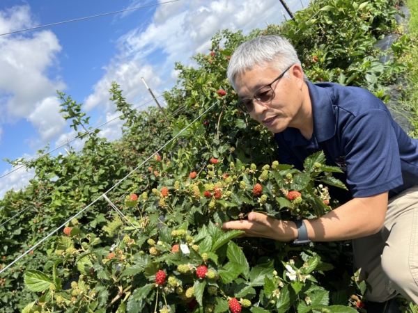 Image of UF/IFAS researcher Zhanao Deng, the lead scientist on a new paper that shows the genome assembly of a blackberry variety. This genetic work will go a long way to helping scientists develop thornless, flavorful and increasingly disease-resistant blackberries – meeting demands of growers and consumers alike.