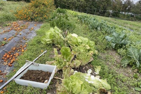 Soil microbiome sample at an organic vegetable farm in New York State. (Photo: Elias Bloom)