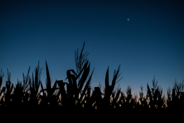 Corn needs to be able to maximize photosynthesis and minimize dark respiration to maximize yield.