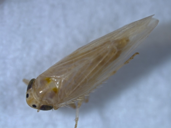 Corn leafhopper has reemerged in some Texas corn-growing regions and other states, threatening both yields and grain quality. (Texas A&M AgriLife)