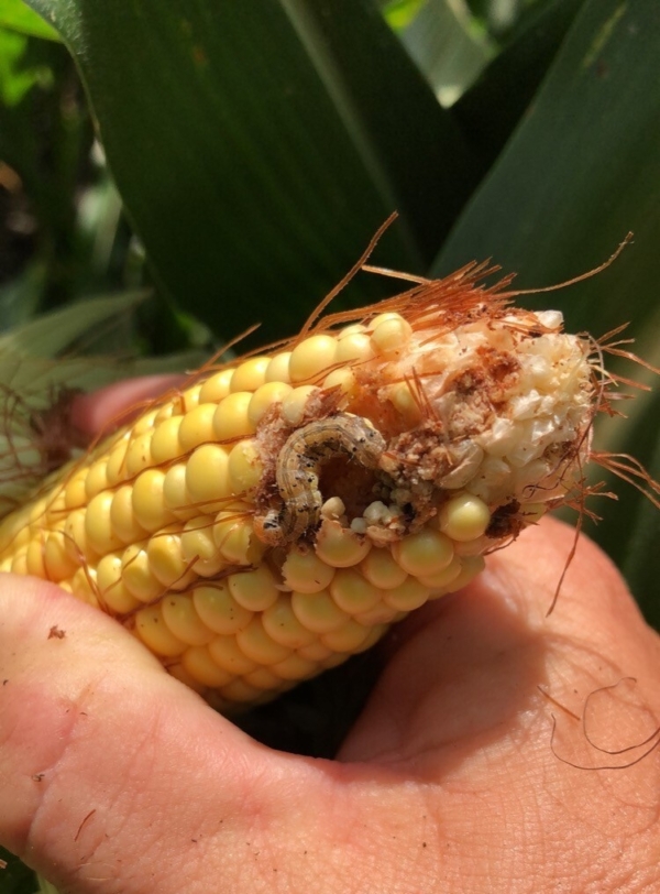Scouting fields for pests like corn earworm (pictured) is especially critical in years when crops are planted late. (AgReliant photos)