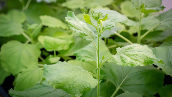 Nicotiana benthamiana plants in a lab at UC Davis. Plants form new branches when a hormone called strigolactone breaks down. UC Davis plant biologists have now defined the enzymes that break down strigolactone, potentially leading to ways to breed plants with more branching and therefore, more fruit. (Photo by Sasha Bakhter, UC Davis)