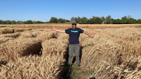 Scientist Juan Debernardi gives a thumbs-up to the short but upright grain on the left, which is dwarf triticale developed with a new genetic tool using micro-RNA. Thumbs-down is for the plot on the right, which is the original, tall triticale line. Debernardi is manager of the Parsons Foundation Plant Transformation Facility at UC Davis. (Joshua Hegarty/UC Davis)
