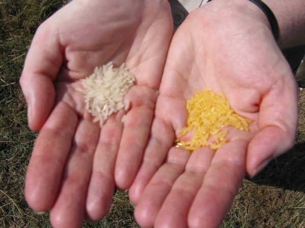 Golden Rice is considered an improved rice strain with a potential to cover micronutrient needs of rural, rice-based societies. (Golden Rice Project photo)
