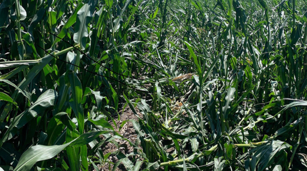 The maturity of a hybrid and its underlying genetics are major determinants of whether a hybrid snaps.