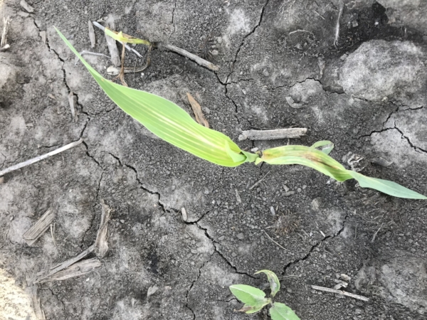AgriGold Agronomist Jason Mefford says farmers should be on watch for herbicide carryover after a dry off-season.