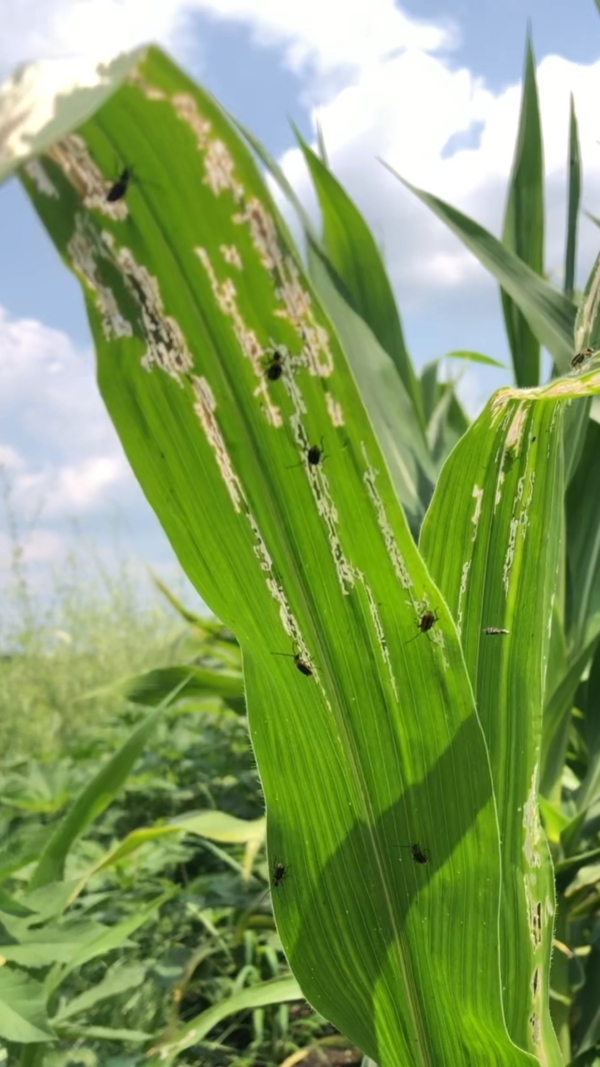 Farmers should be especially vigilant with late-planted and replanted corn fields that are at higher risk of corn rootworm pressure, says AgriGold Agronomist Ron Roling.