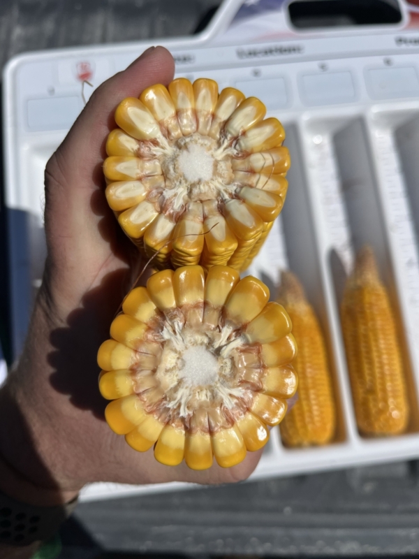 Timely rains and an extended grain fill period help kernel-flex hybrids produce big, deep kernels.