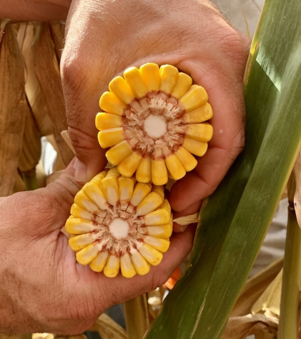 A proactive fungicide application can help maintain plant health through grain fill so corn hybrids can maximize kernel depth and yield.