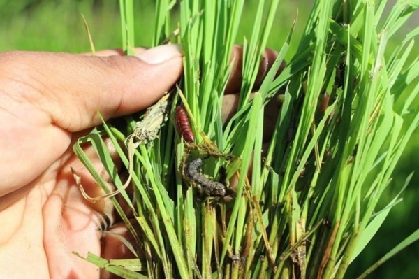 The fall armyworm poses a significant threat to Asian rice security. (Philippine Rice Research Institute)