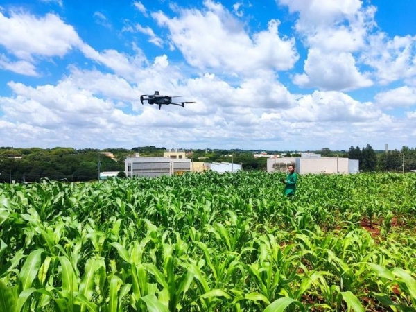 Researcher flies drone over experimental corn plantation in Campinas (state of São Paulo, Brazil): technology can facilitate the selection of drought-tolerant varieties . (Paula Drummond de Castro/GCCRC)