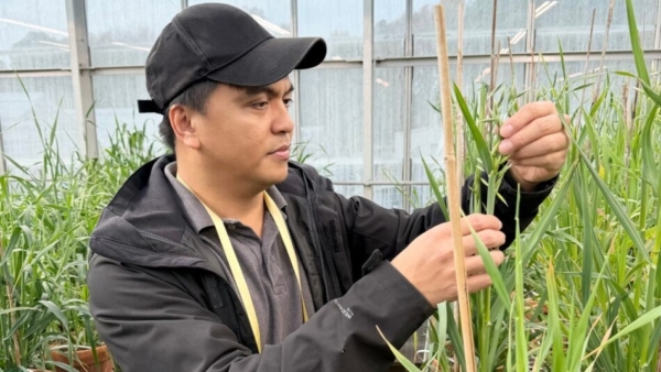 Nonoy Bandillo observes wheat in a greenhouse.