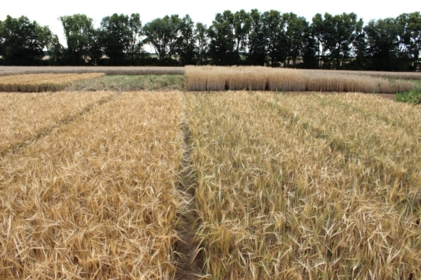 The conventional population on the left and the organic barley on the right: - Only experts can spot the differences with the naked eye. However, huge differences can be identified using molecular genetics. (Photo: AG Prof. Léon/University of Bonn)