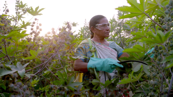 BASF and its partners publish Pragati-results for 2024.