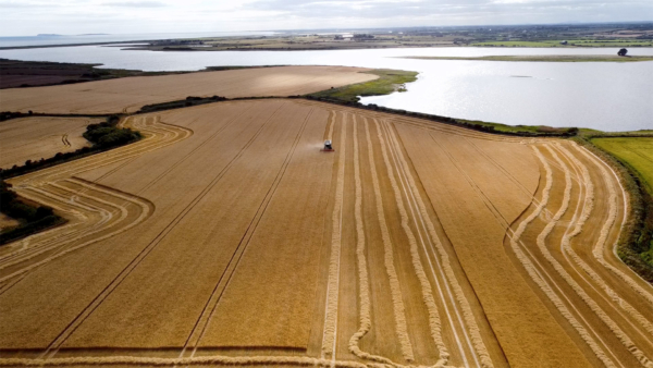 Farmers in County Wexford (Ireland) during harvest in 2024, supplying their crops for Boortmalt’s malting barley production. (BASF)