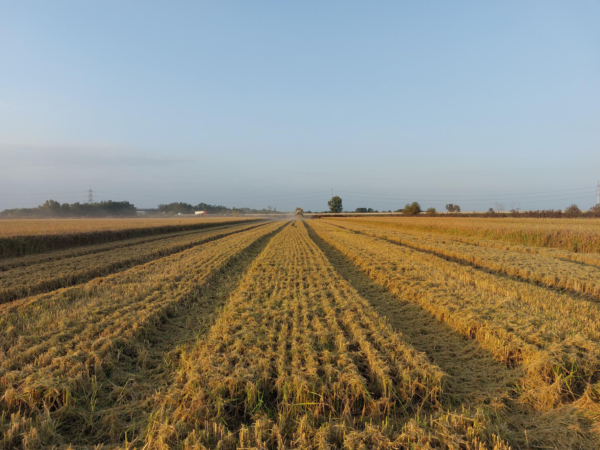 The first results of BASF’s multi-year Global Carbon Field Trials revealed that there is no one-size-fits-all solution to mitigate agriculture’s contribution to climate change. Instead, reducing emissions requires a tailored combination of interventions, products, and technologies. The picture shows a BASF trial field for rice Piedmont, Italy. (BASF SE)