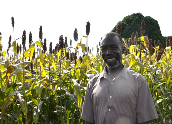 Nelson is trialing new varieties of ground nut, finger millet, and sorghum. (Photo: Marion Aluoch/CIMMYT)