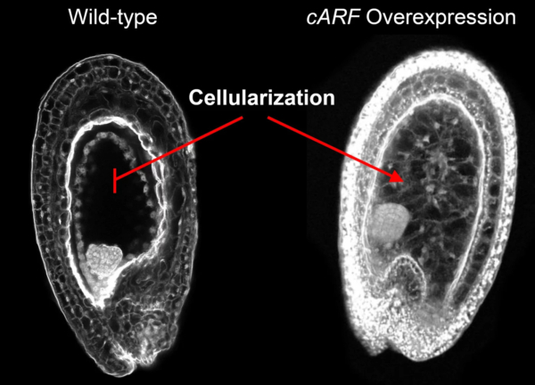 The inside of two developing Arabidopsis thaliana seeds at 4 days after pollination. While the wild-type seed has not yet initiated endosperm cellularization, the seed with increased cARF activity is already completely cellularized. (Nicolas Butel photo)
