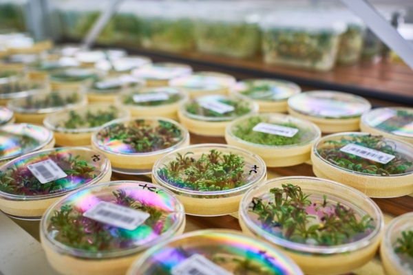 In vitro sugar beet sprouts in the cultivation room. (KWS)