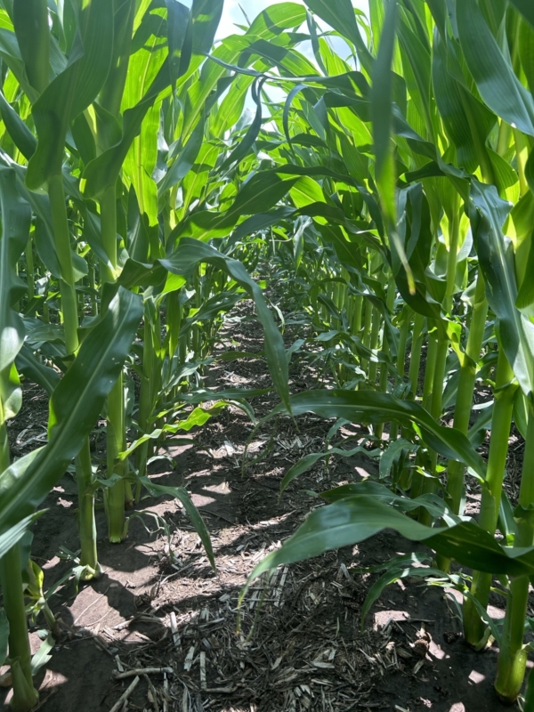 Crop canopy is one of the many important happenings during the rapid growth phase, helping with weed control and moisture retention.
