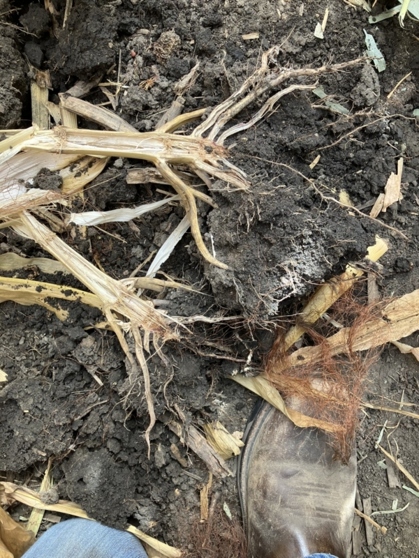When digging roots, make sure to split them open. A healthy pith will be white and strong.
