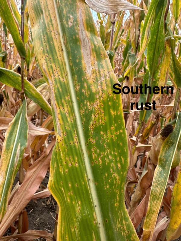 In severe cases, southern rust can cause up to 45% yield loss.