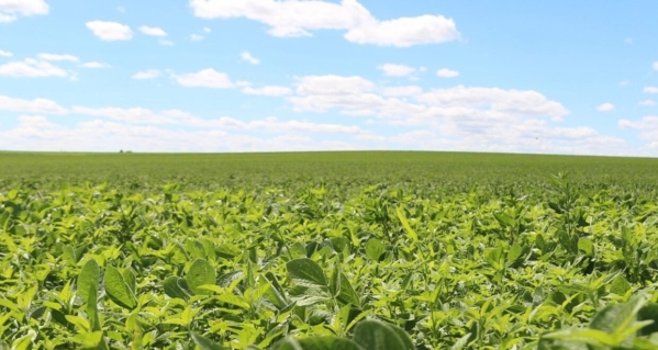 Recent research shows promise for controlling herbicide-resistant weeds, such as waterhemp, in soybean fields by using a seed impact mill at harvest.