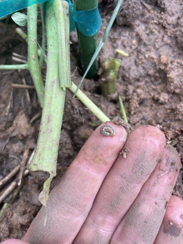 Make sure to scout fields often for threats like this true armyworm found in a rye cover crop.