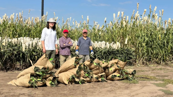 Left to right: Kiyoul Park, Truyen Quach, and Ming Guo harvesting sorghum biomass to deliver to IBRL at the University of Illinois for bioprocessing.