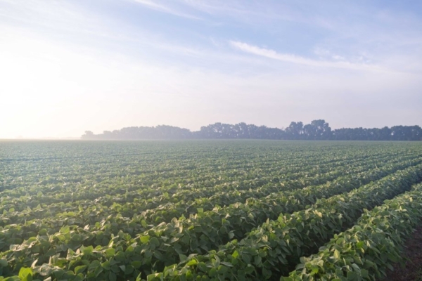 As elite soybean varieties move later into their growth stages, their ability to fix nitrogen — an essential growth nutrient — declines, leading to a depletion of soil nitrogen. This requires farmers to apply costly synthetic fertilizers to ensure yields remain high. Researchers from South Dakota State look to remedy this issue by genetically editing soybean traits that allow them to fix nitrogen later into the growth cycle, thus reducing — or even eliminating — the need for fertilizers.