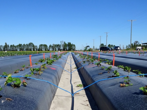 Researchers at GCREC used microsprinklers to test on/off programs. (Courtesy, Shinsuke Agehara, UF/IFAS)