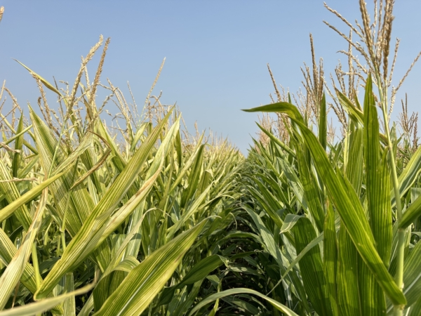 Yellow striping of leaves may be a sign of zinc deficiency in corn.