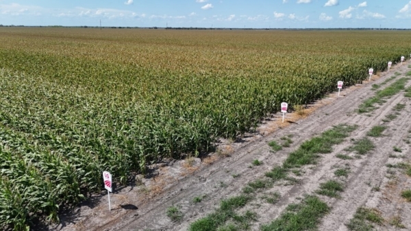 Time spent in test plots can better equip farmers to make hybrid choices, says Jorge Guzman, an LG Seeds agronomist in Texas.