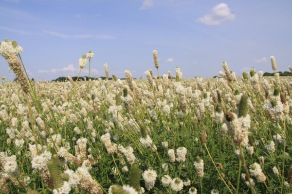 White prairie clover grown by Kaste Seed.