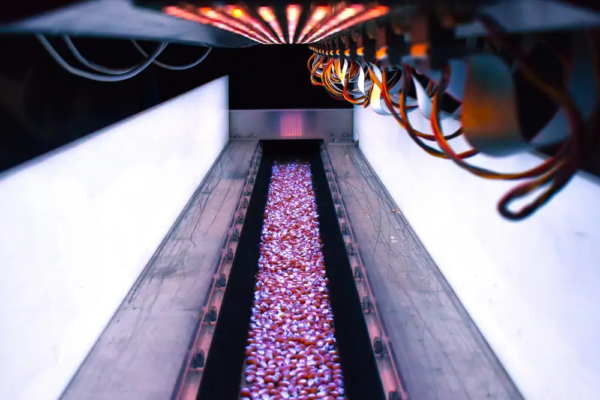 Seed treatment under UV-B light.