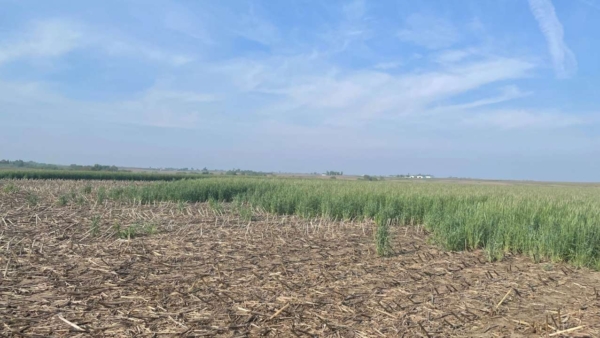 A field planted with cereal rye, one of the most common cover crops in Iowa. (Photo by Ally Larson/Iowa State University)