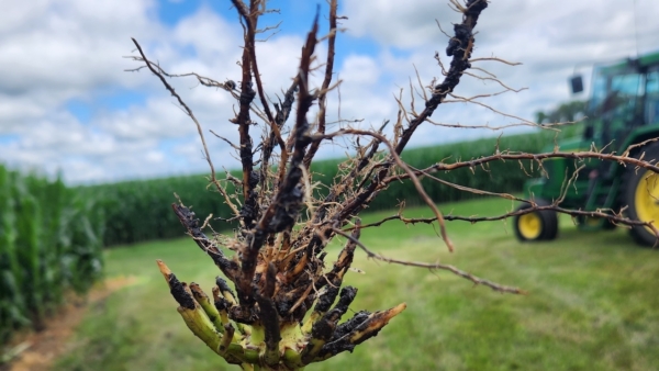 The root of a corn plant injured by corn rootworm, the crop's most damaging pest in the Midwest. (Photo by Erin Hodgson/Iowa State University)